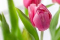 Bouquet of beautiful pink tulips against a blurred background. Delicate spring flowers as a gift for the holiday Royalty Free Stock Photo