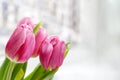 Bouquet of beautiful pink tulips against a white gray blurred background with copy space. Delicate spring flowers as a gift Royalty Free Stock Photo