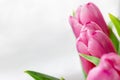 Bouquet of beautiful pink tulips against a white gray blurred background with copy space. Delicate spring flowers as a gift Royalty Free Stock Photo