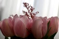 Bouquet of beautiful pink tulips in early spring as a postcard or picture with nice flowers Royalty Free Stock Photo