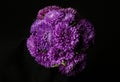 Bouquet of beautiful purple asters on black background, top view. Autumn flowers Royalty Free Stock Photo