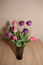 A bouquet of beautiful purple and pink tulips stand in a glass vase on a wooden table Royalty Free Stock Photo