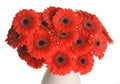 Bouquet of beautiful red gerbera flowers in ceramic vase on white background, closeup Royalty Free Stock Photo