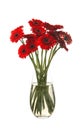Bouquet of beautiful red gerbera flowers in glass vase on white background Royalty Free Stock Photo