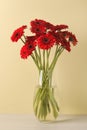 Bouquet of beautiful red gerbera flowers glass in vase on white table near beige wall Royalty Free Stock Photo