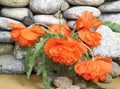 Bouquet of beautiful red poppies on a background of a stone wall Royalty Free Stock Photo