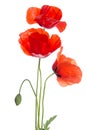 Bouquet of beautiful red poppies on white Royalty Free Stock Photo