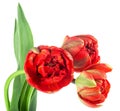 Bouquet of beautiful red tulips isolated on white background. Spring flowers. Scarlet terry tulips Royalty Free Stock Photo