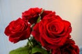 Bouquet of beautiful roses. Bright red flowers.