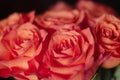 Bouquet of beautiful roses. Living coral - color of 2019. Selective focus