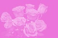 bouquet of beautiful roses with pink tinted. flower composition