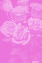 bouquet of beautiful roses with pink tinted. flower composition