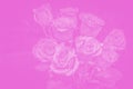 bouquet of beautiful roses with pink tinted. flower composition