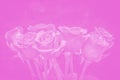 bouquet of beautiful roses with pink tinted. flower composition