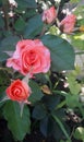 bouquet of beautiful spray roses of pink color on the background of leaves