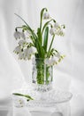 Bouquet of beautiful spring first flowers Royalty Free Stock Photo