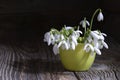 Bouquet of beautiful spring first flowers snowdrops