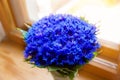 A bouquet of beautiful spring flowers blue cornflower cyanus on Royalty Free Stock Photo