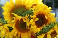 Bouquet of beautiful sunflowers outdoors, closeup view Royalty Free Stock Photo