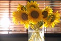 Bouquet of beautiful sunflowers in vase indoors, closeup Royalty Free Stock Photo