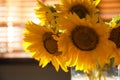 Bouquet of beautiful sunflowers in vase indoors, closeup Royalty Free Stock Photo