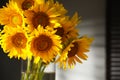 Bouquet of beautiful sunflowers in vase indoors, closeup Royalty Free Stock Photo