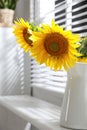 Bouquet of beautiful sunflowers in vase near window at home Royalty Free Stock Photo
