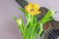 A bouquet of beautiful tulips on a lilac background and a fragment of a musical instrument ukulele.