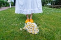 Bouquet beautiful white daisies in summer garden. Chamomiles in green grass. Women wearing in white dress and traditional dutch