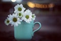 Bouquet of beautiful white daisy flowers blossom on coffee cup vase, on bokeh light background. Still life concept. Royalty Free Stock Photo