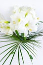 Bouquet of beautiful white lilies decorated with exotic green leaves on a white background. Greeting flowers card Royalty Free Stock Photo