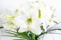 Bouquet of beautiful white lilies decorated with exotic green leaves on a white background. Greeting flowers card Royalty Free Stock Photo