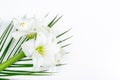 Bouquet of beautiful white lilies decorated with exotic green leaves on a white background. Greeting flowers card Royalty Free Stock Photo