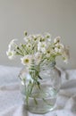 Bouquet of beautiful white snow-in-summer flowers in glass vase on fabric Royalty Free Stock Photo