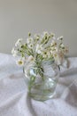 Bouquet of beautiful white snow-in-summer flowers in glass vase on fabric Royalty Free Stock Photo