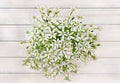 Bouquet beautiful white snowdrops Ornithogalum umbellatum, the garden star-of-Bethlehem, grass lily, nap-at-noon, eleven-o`clock