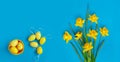 Bouquet of beautiful yellow daffodils with Easter eggs on blue paper background. Creative greeting card Royalty Free Stock Photo