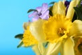 Bouquet of beautiful yellow daffodils and periwinkle flowers on light blue background, closeup. Space for text Royalty Free Stock Photo