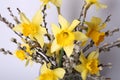 Bouquet of beautiful yellow daffodils and willow twigs in vase on white background, closeup Royalty Free Stock Photo