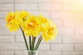 Bouquet of beautiful yellow spring flowers over the white brick wall Royalty Free Stock Photo