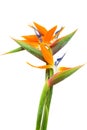 bouquet of bird of paradise flowers Royalty Free Stock Photo