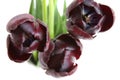 Bouquet of black tulips