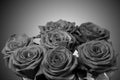 Bouquet of black and white roses Royalty Free Stock Photo