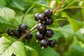 A bouquet of blackcurrant berries on a branch with leaves close-up
