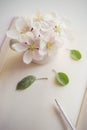 Bouquet of blooming apple flowers in a small vase on a creamy blank book with a pen and green leaves Royalty Free Stock Photo