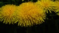 A bouquet of blooming bright yellow dandelions in the green grass. Royalty Free Stock Photo