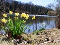 A bouquet of blooming daffodils on a lake shore. Royalty Free Stock Photo