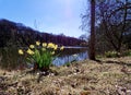 A bouquet of blooming daffodils on a lake shore. Royalty Free Stock Photo