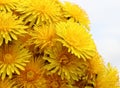 A bouquet of blooming dandelions Royalty Free Stock Photo