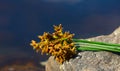 Bouquet of blooming Lake Reeds (Scirpus lacustris) on the banks of the Dnieper River